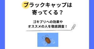 ブラックキャップ 寄ってくる