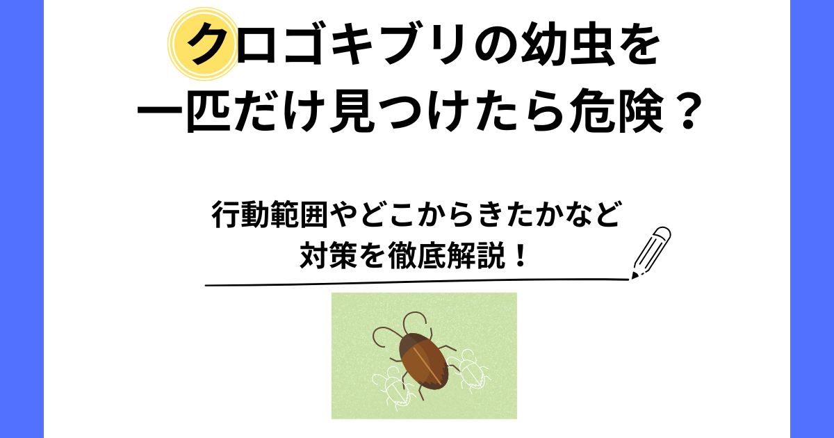 クロゴキブリ 幼虫 一匹だけ